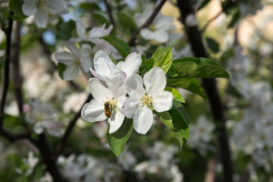 Honeybee, North Khorasan, Iran