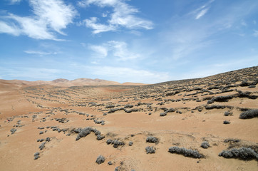 Desert and Tillandsia plant under blue sky
