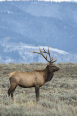 BULL ELK DURING RUT IN SAGEBRUSH STOCK IMAGE