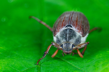 The chafer (cockchafer) on a green leaf.