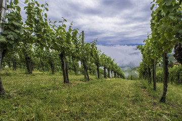 Kitzecker Weingarten - Blick auf das Sulmtal