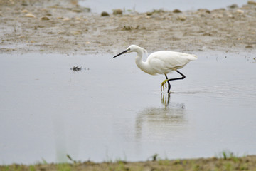 Seidenreiher bei der Futtersuche