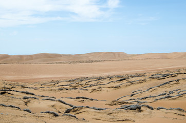 Tillandsia plant and sand dunes of the desert