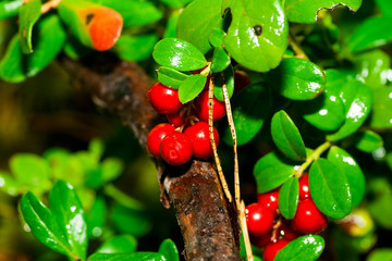 Fresh cowberries in the forest