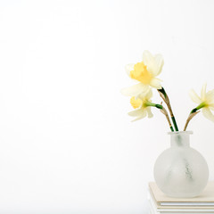 Beautiful pale yellow narcissus flower in flowerpot on table in front of white background. Floral composition