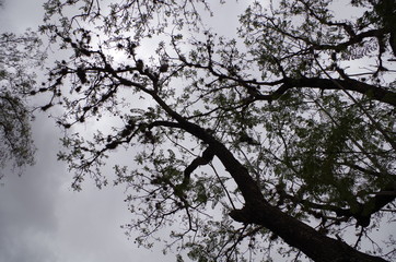The sunset tree