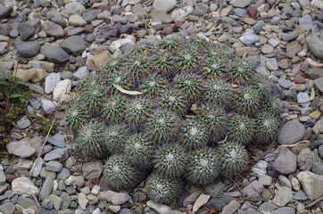 Plant of a nature reserve in Mexico
