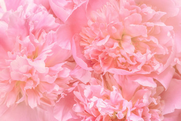 Picture with peonies