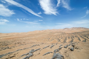 Fototapeta na wymiar Stunning view to arid lands of a desert and tillandsia plant