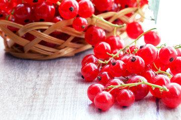 Fruits of red currants