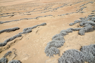 Fototapeta na wymiar Tillandsia plant in desert