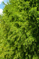 Green pine branches close-up