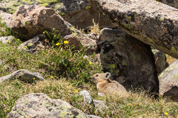 Cute Pika