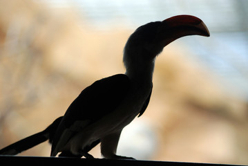 Ferme des crocodiles de Pierrelatte : Oiseaux exotiques (Drôme-France)