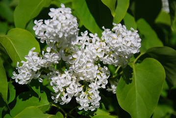 White blossom lilac flowers