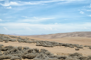 Tilllandsia plant in the desert