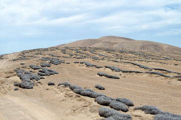 Desert covered with tillandsia plant