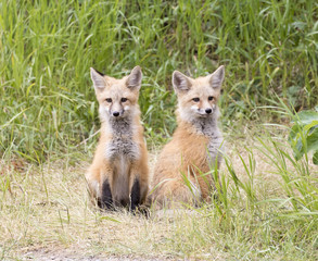 RED FOX KITS ON GREEN GRASS STOCK IMAGE