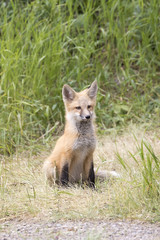 RED FOX KIT ON GREEN GRASS STOCK IMAGE