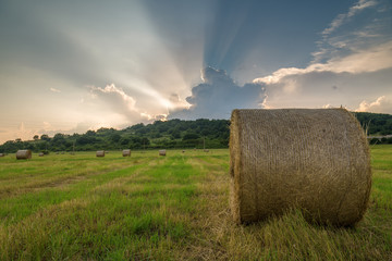 Golden hay bales in countryside