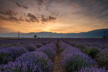 Naklejka na ściany i meble Lavender fields. Beautiful image of lavender field
