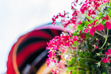 Macro closeup of colorful pink flower decorations on side of restaurant in outdoor seating area in old town of Montreal, Quebec, Canada
