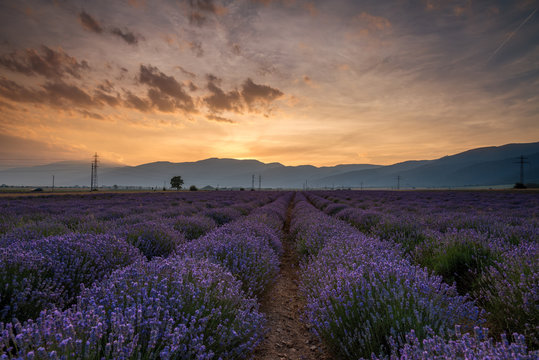 Lavender fields. Beautiful image of lavender field