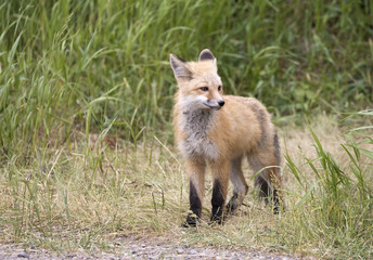 RED FOX KIT ON GREEN GRASS STOCK IMAGE