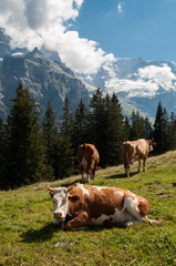 Fototapeta na wymiar Cows on a green meadow under the snow-capped mountains in the Swiss Alps