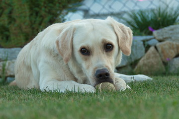 Labrador auf der Wiese mit Ball