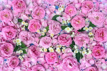 Beautiful white background for greeting card for wedding, holiday. Background image of a pattern of pink roses and white fragrant bunches of jasmine