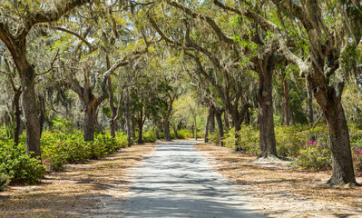 Covered Rural Road in the American South