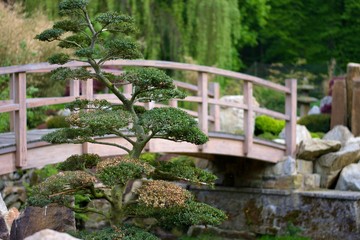 japanese wood bridge with bonsai