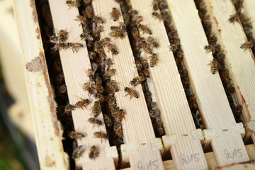 Bienenstock