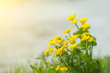 Yellow wild flowers by the river with sun rays.