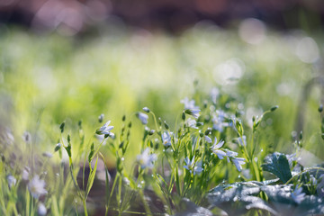 Snowdrop flowers in forest meadow at sunrise.