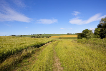 Fototapeta na wymiar grass track and barley