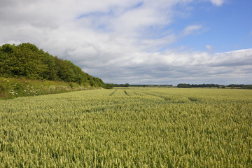 Obraz premium wheat field and hedgerow