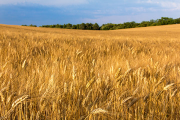 Ripening wheat fields in Provence in golden sunlight