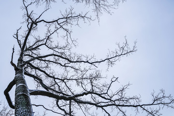 branch in winter
