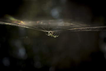 spider hanging upside down from web in sun
