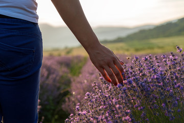 Touching the lavender