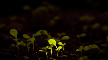 Small plants growing