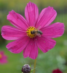 kwiat z pszczołą
