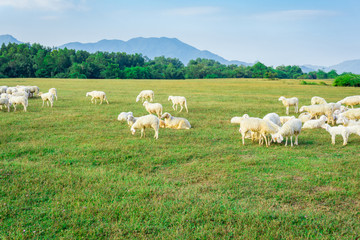 Fototapeta na wymiar Sheep herd