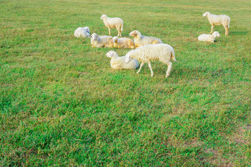 Obraz premium The sheep herd