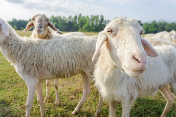Sheep herd in the valley