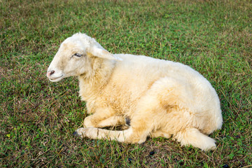 The sheep herd in the valley