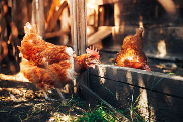 A flock of chickens is moving around the pens. Concept farming. © Parilov