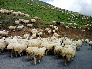 A flock of sheep passing the road in the mountains